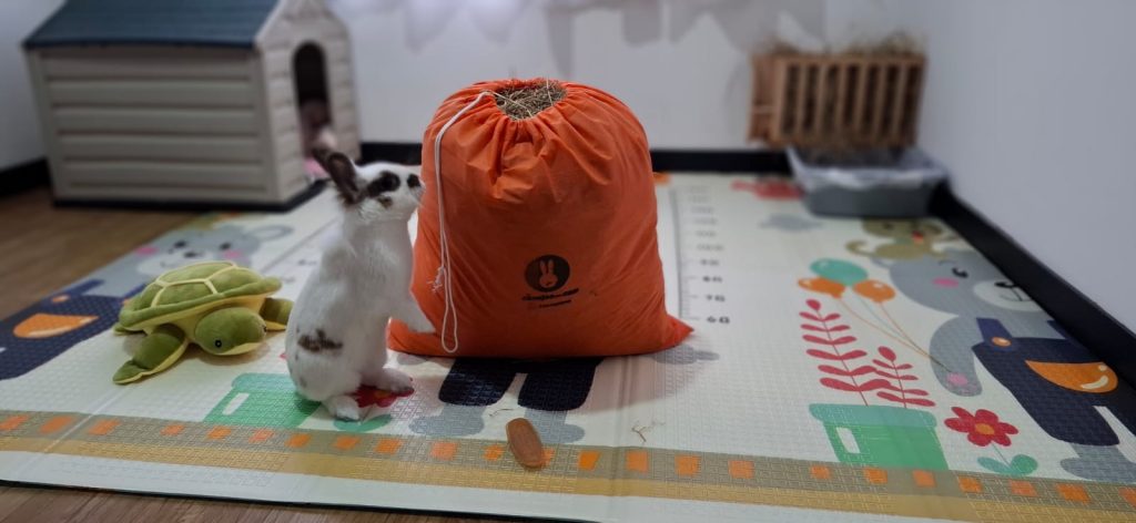 Como alimentar a un conejo