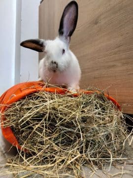 heno alimento conejo