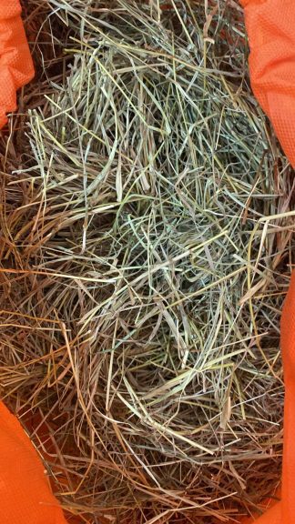 Heno para conejo mascota